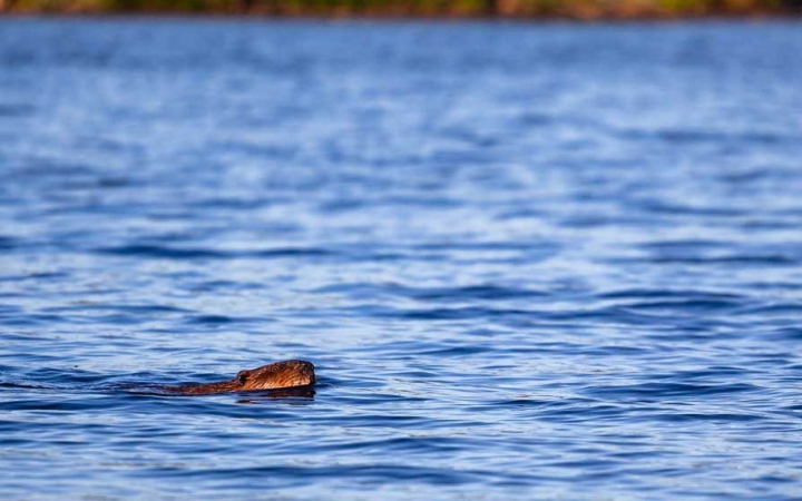 wildlife in the boundary waters 